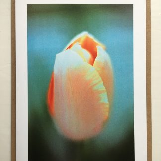 apricot beauty tulip greeting card