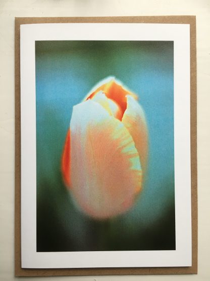 apricot beauty tulip greeting card
