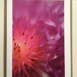 Centaurea photo card