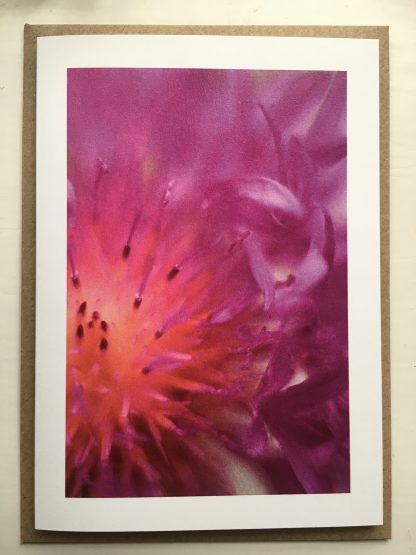 Centaurea photo card