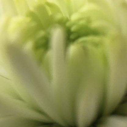 chrysanthemum 3 print