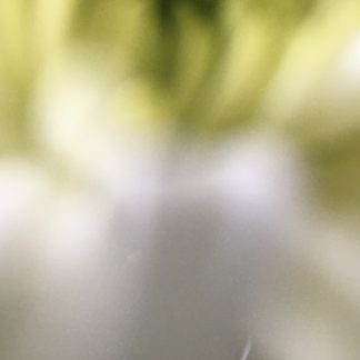 chrysanthemum 7 print
